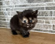 Kattungar Maine Coon / Ragdoll