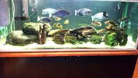 450 l Akvarium med underskåp+ 1st 120 l med underskåp