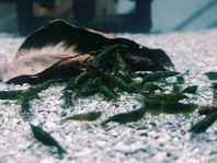 Gröna Neocaridina räkor för akvarium