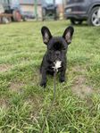 fransk bulldog valpar 