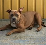 americanbully tik