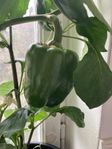 Orang paprika planta 