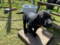 Labrador valpar SKK-registrerade