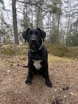 Labrador valp 16 veckor! 