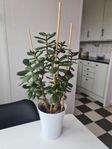 Paradisträd - Crassula ovata