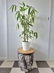 Bergbambu Krukväxt