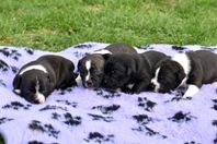 Staffordshire Bullterrier valpar