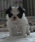 Japanese chin-SKK