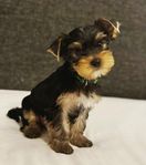 SKK registrerade yorkshireterrier valpar
