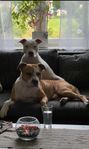 amstaff/pitbull valpar 
