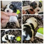 Cavachin valpar.... !!