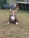 American Bully tik