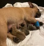 Fransk bulldog valpar
