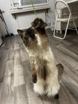 Katt