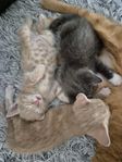 Kattungar