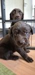Labrador valpar med SKK-stamtavla