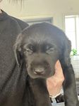 Labradorvalp