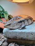 Blåtungad skink