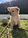 chihuahua/papillon valp