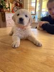 Golden Retriever valpar