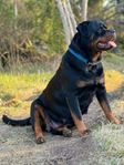 rottweiler valpar 