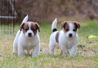 Jack Russell valpar