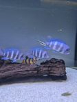 Cyphotilapia Frontosa mpimbwe blue