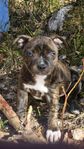Staffordshire bullterrier valp ( skk )