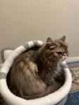 katt