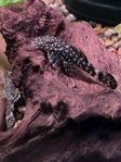 Ancistrus Malar 