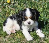 Cavalier king Charles spaniel