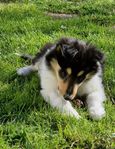 Collie valpar 