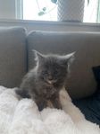 Maine Coon