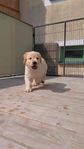 Golden Retriever valpar 
