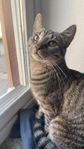 Katt