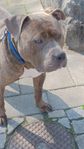 American bully xl
