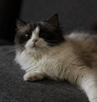 2 årig katt hona