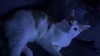 katt 