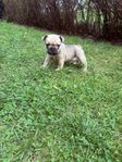 Fransk bulldog valp/ tik