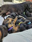valpar Patterdale /tysk