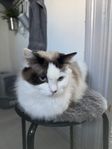 Ragdoll hona utan stamtavla 
