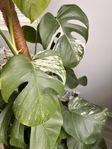 monstera Albo Variegata