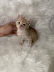 Ragdoll kattungar
