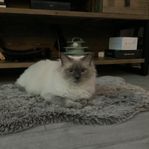 Ragdoll/Huskatt