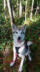 Blandras hund
