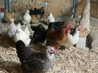 Kycklingar/Ägg - blandras från naturlig uppfödning