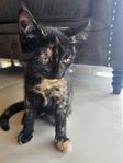 kattungen 