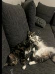 norsk skogskatt/bondkatt