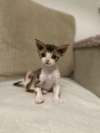 Devon Rex kattunge 