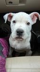 American Bully hane